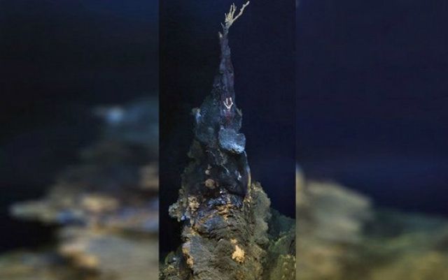 На дні Індійського океану виявили 6 нових видів тварин