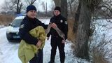 Київські поліцейські врятували замерзлого лебедя