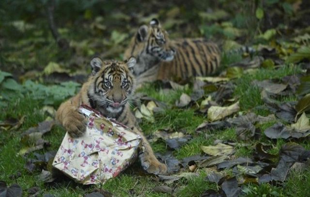 У лондонському зоопарку тварини отримали різдвяні подарунки- фото 127065