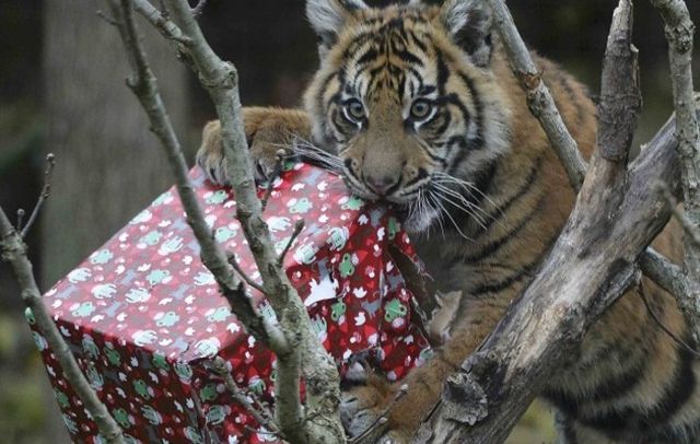 У лондонському зоопарку тварини отримали різдвяні подарунки- фото 127067