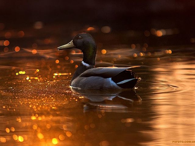 Українець створює найказковіші знімки тварин- фото 125331