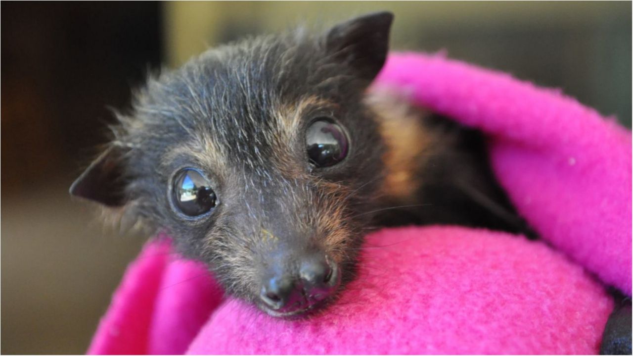Науковці розповіли несподівану правду про кажанів