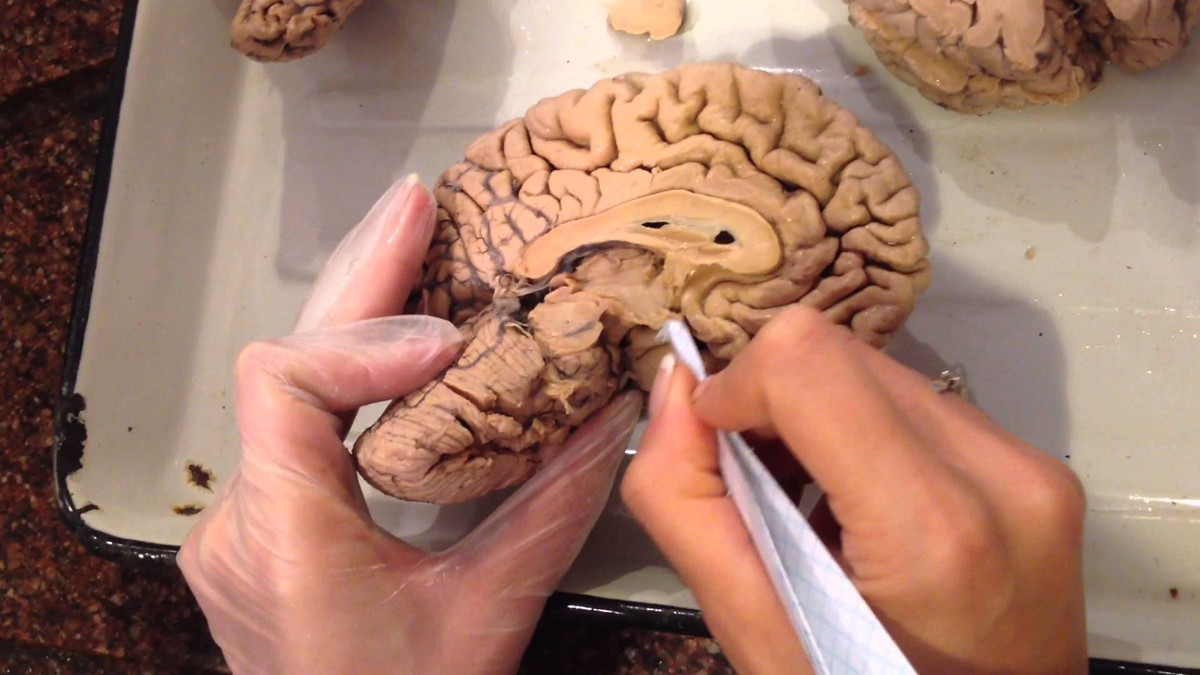 Вчені розкрили таємницю появи мозку у людини - фото 1