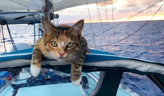 Кішка-мандрівниця прославилась на увесь світ - фото 135909