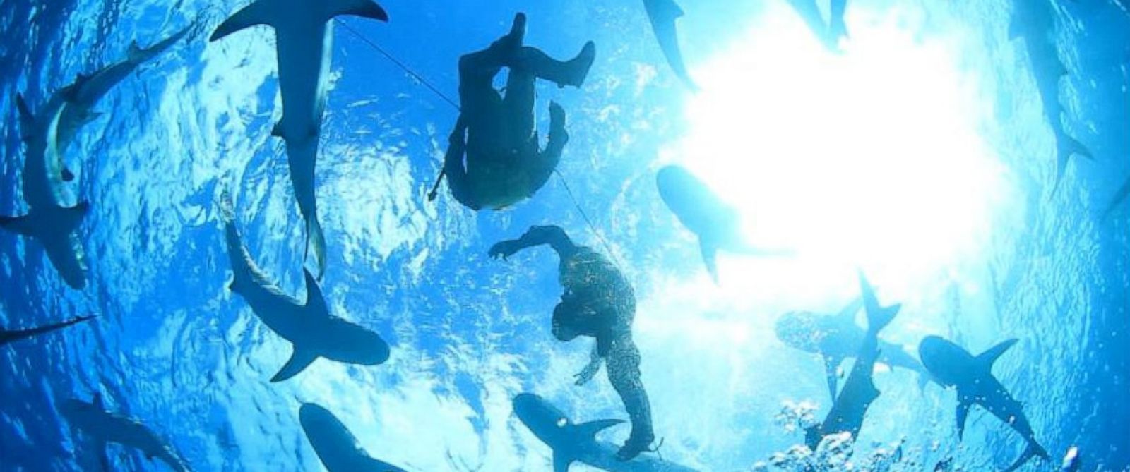 Більше сотні акул з'явилися біля узбережжя Ізраїлю: вражаюче відео