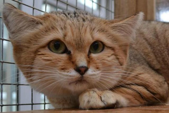 Англійці вивели нову породу котів - фото 1