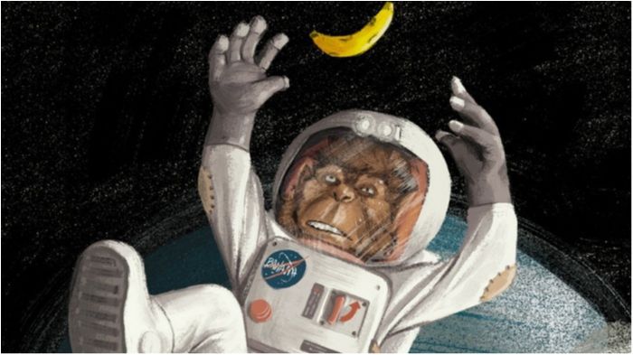 У Росії хочуть запускати мавп на Марс