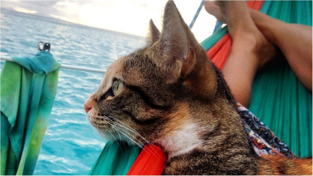Кішка-мандрівниця прославилась на увесь світ