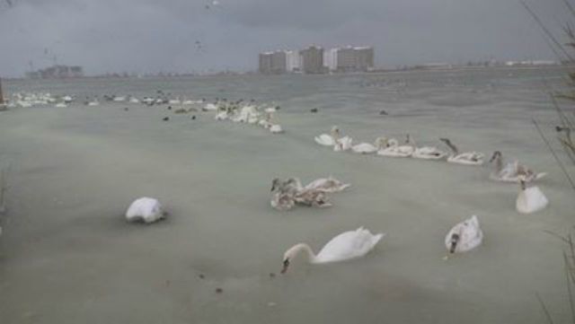 У Криму лебеді примерзли до озера