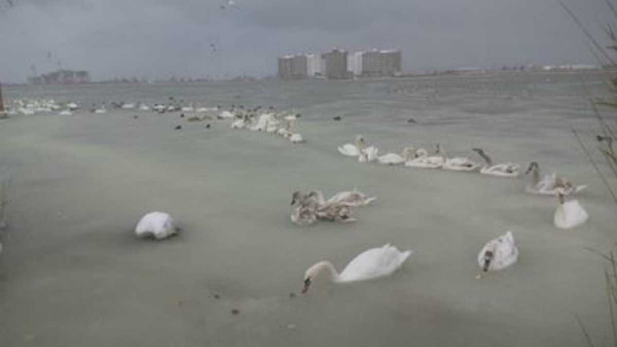 У Криму лебеді примерзли до озера - фото 1