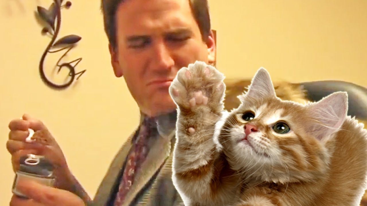 Дивна реклама розплідника для котів підірвала мережу