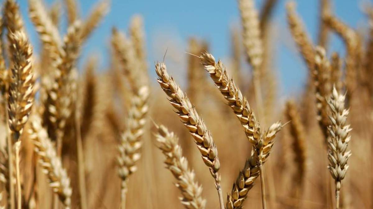 Пшениця - фото 1
