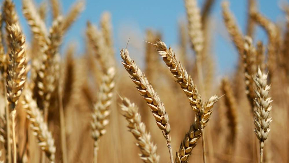 Пшениця - фото 1