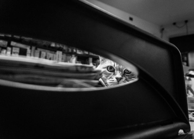 Кішки, які живуть поряд з людьми: унікальний фотопроект - фото 137811