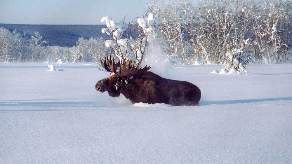 Невідомі розстріляли сім'ю лосів заради розваги: шокуюче відео