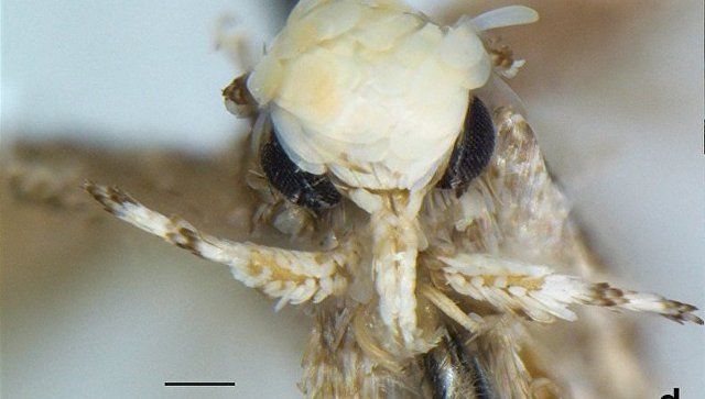 Науковець назвав новий вид метеликів на честь Трампа