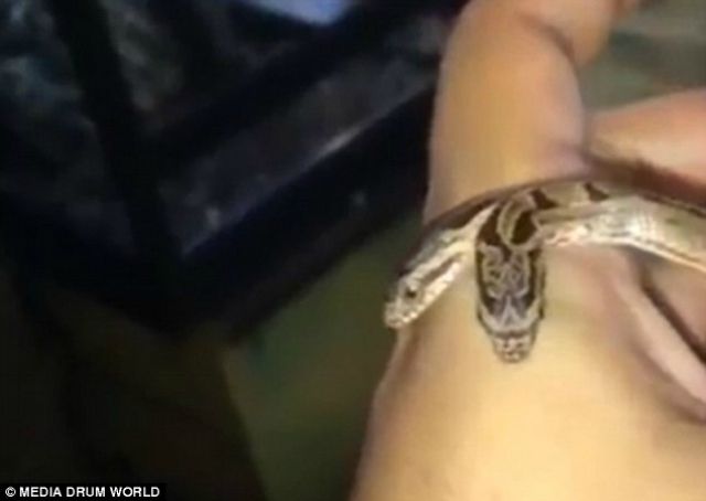 Двоголова змія з Індії шокувала мережу: відеофакт