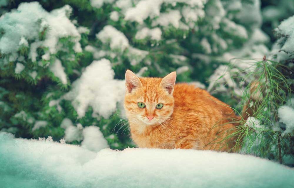 Стало відомо, коли в Україну прийде потепління