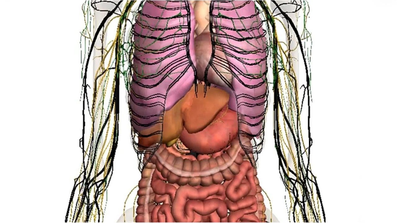 Вчені знайшли новий орган в тілі людини