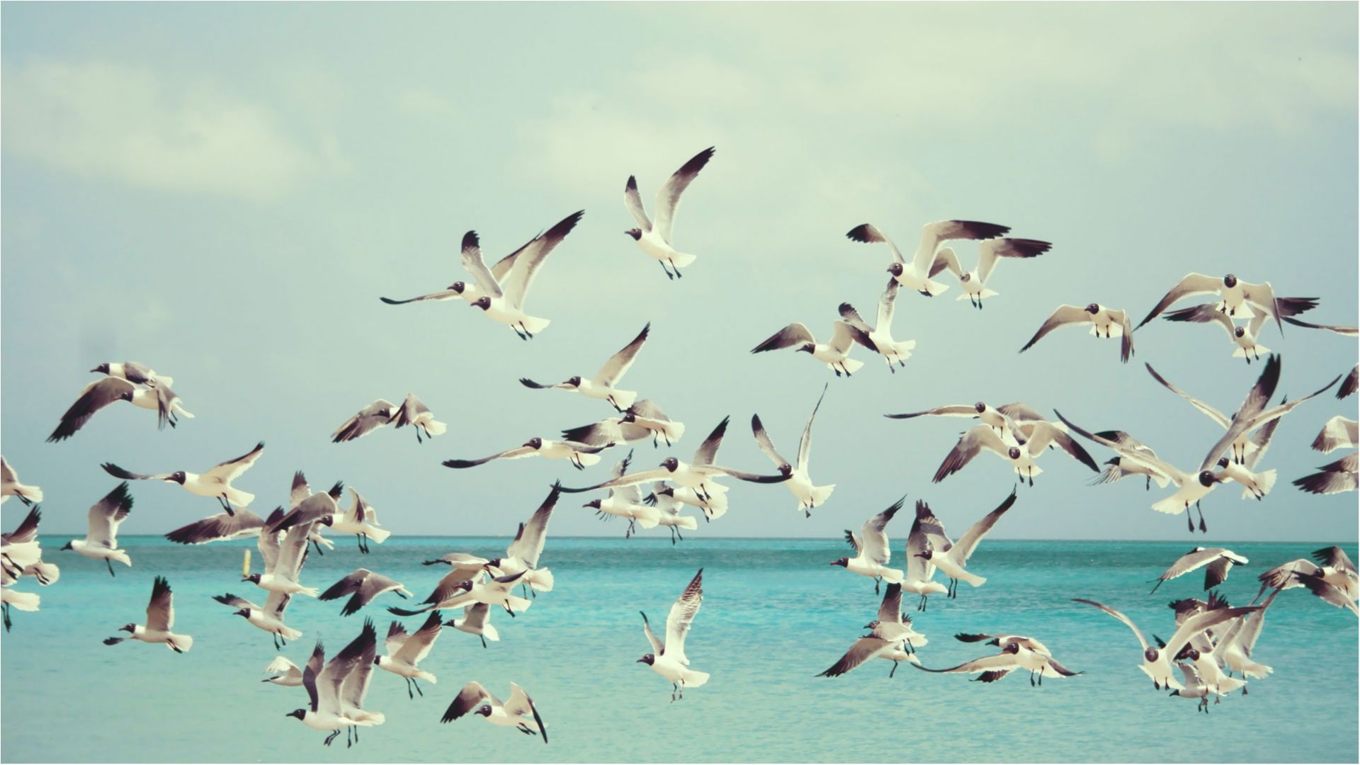 У Нью-Йорку вбили 70 тисяч птахів для безпечних польотів