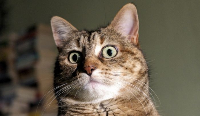 Американця посадили до в'язниці через котячий туалет