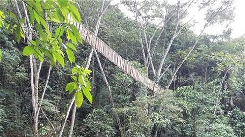 Підвісний міст з туристами зірвався з шаленої висоти в Колумбії