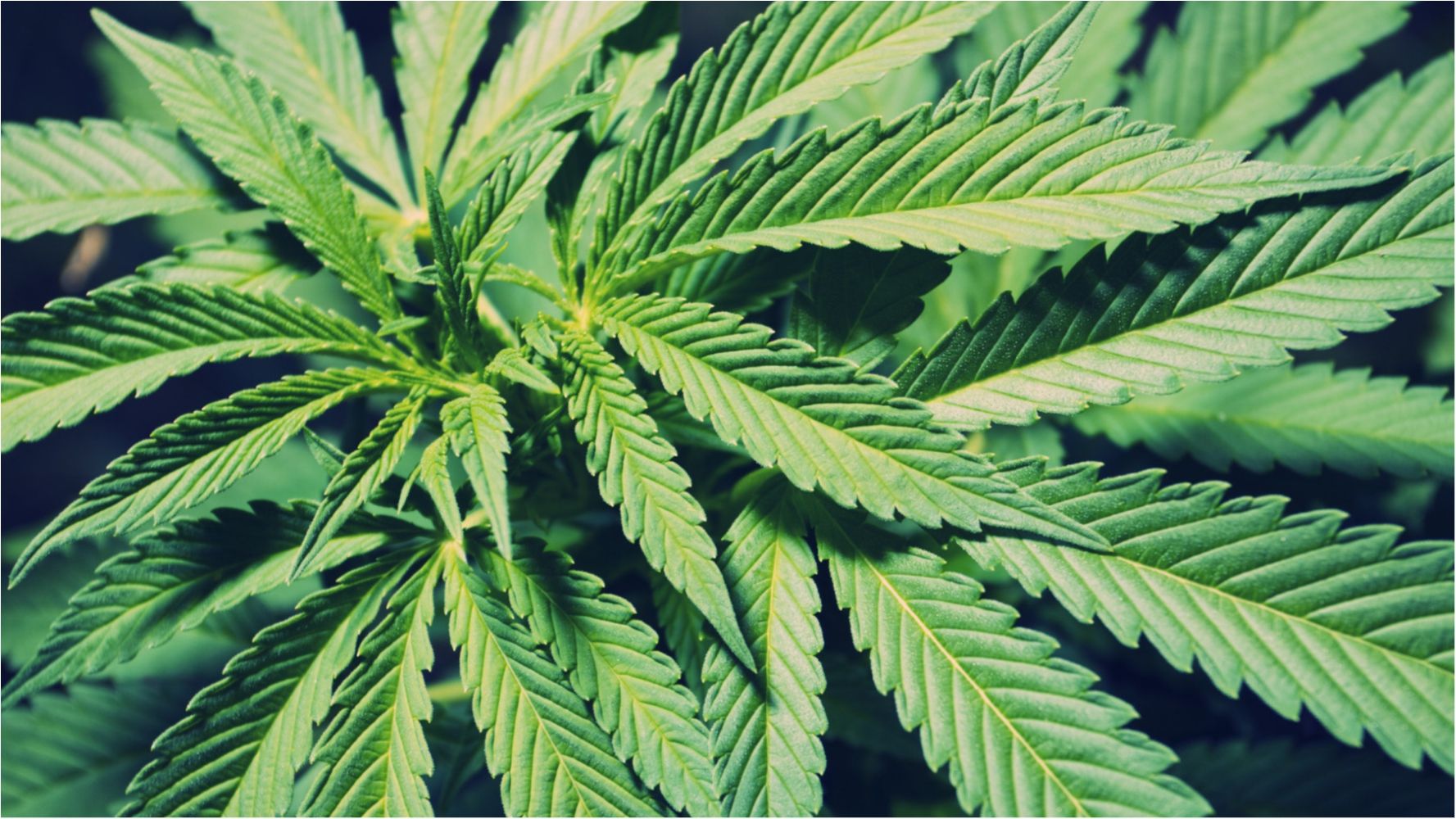 Марихуана - фото 1