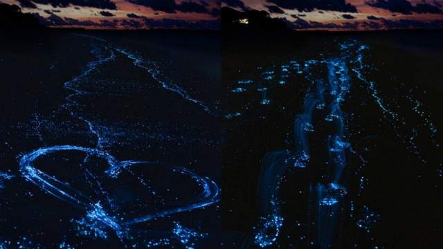 Як вигладає пляж на Мальдівах, який світиться: неймовірні фото - фото 135865