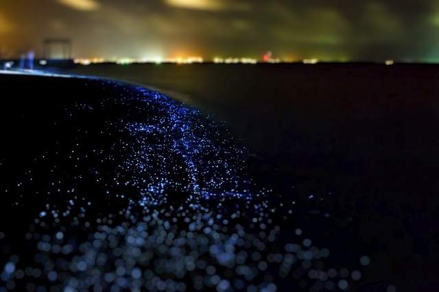 Як вигладає пляж на Мальдівах, який світиться: неймовірні фото - фото 135860