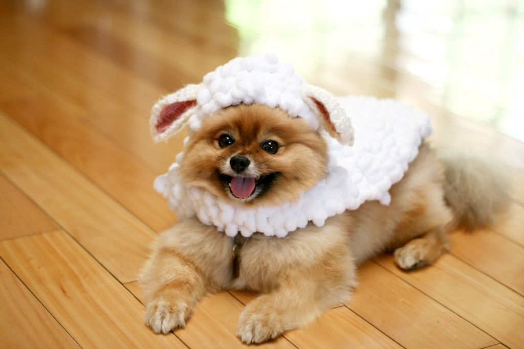 Шпіц - фото 1