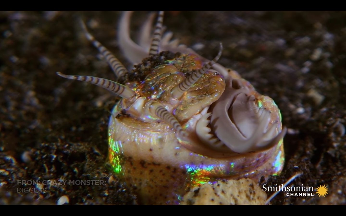 На дні океана виявлено дивну істоту