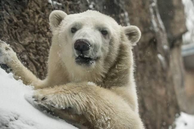 Як звірятка в зоопарку раділи снігопаду в Орегоні: кумедне відео