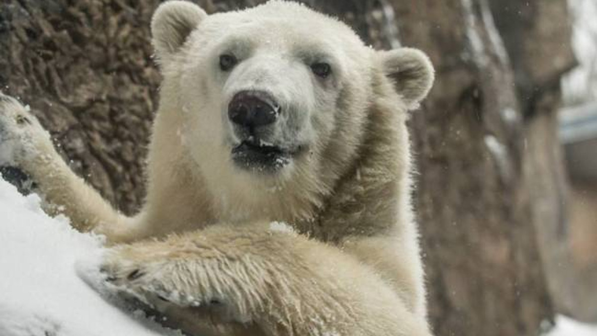 Як звірятка в зоопарку раділи снігопаду в Орегоні - фото 1