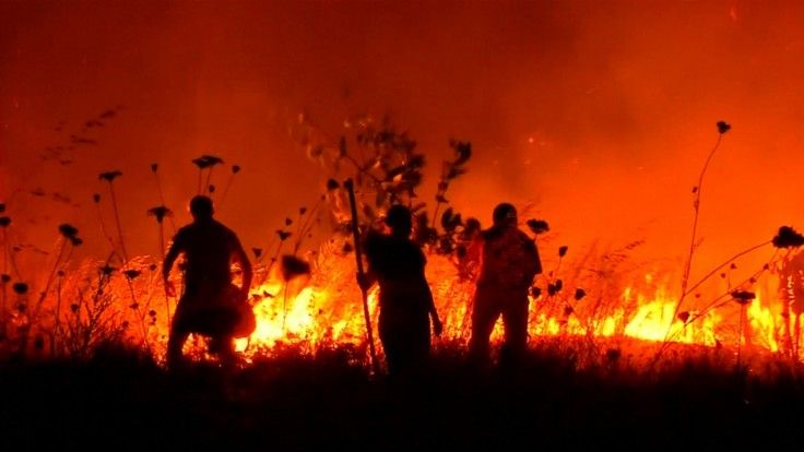У Чилі наймасштабніші лісові пожежі в історії: з'явилося відео
