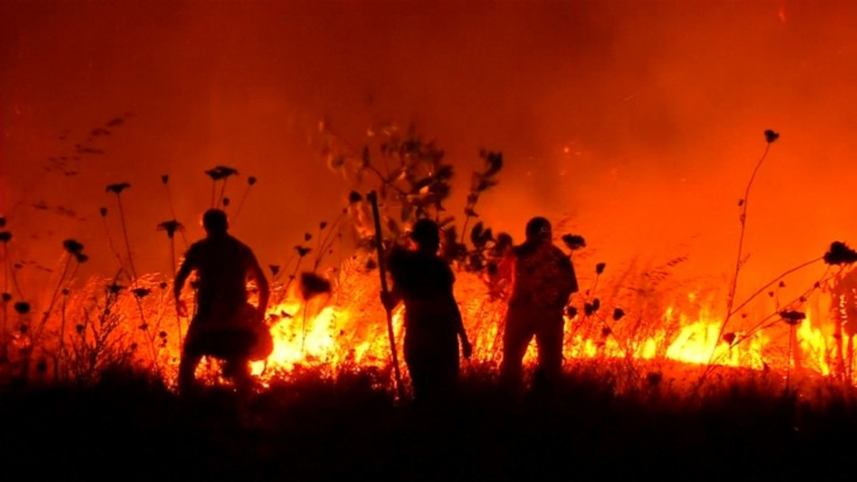 У Чилі наймасштабніші лісові пожежі в історії - фото 1
