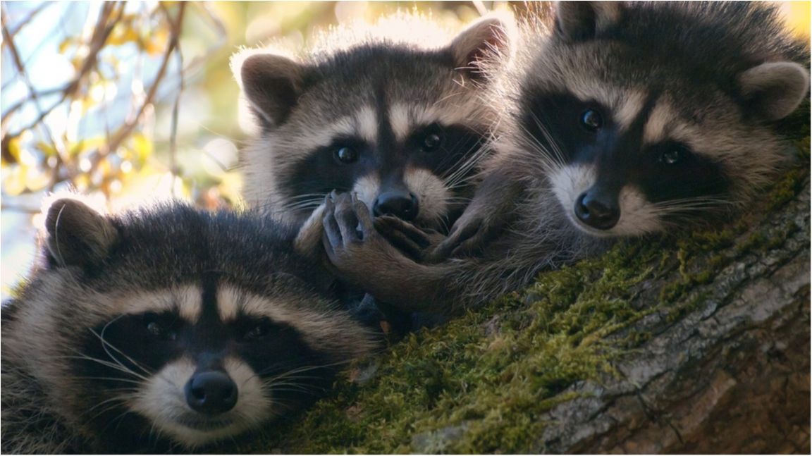 У Twitter стартував "милий" зоофлешмоб