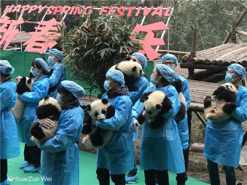 Мережу розчулили кумедні фото малюків-панд із Китаю