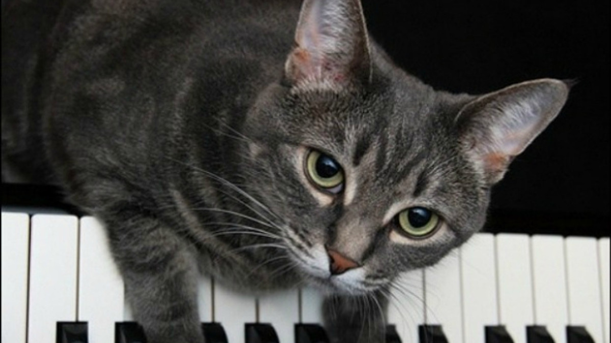 Кіт-піаніст став зіркою соцмереж - фото 1