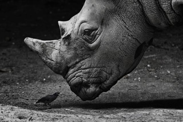 Опубліковано найкращі монохромні фото 2016 року - фото 137189