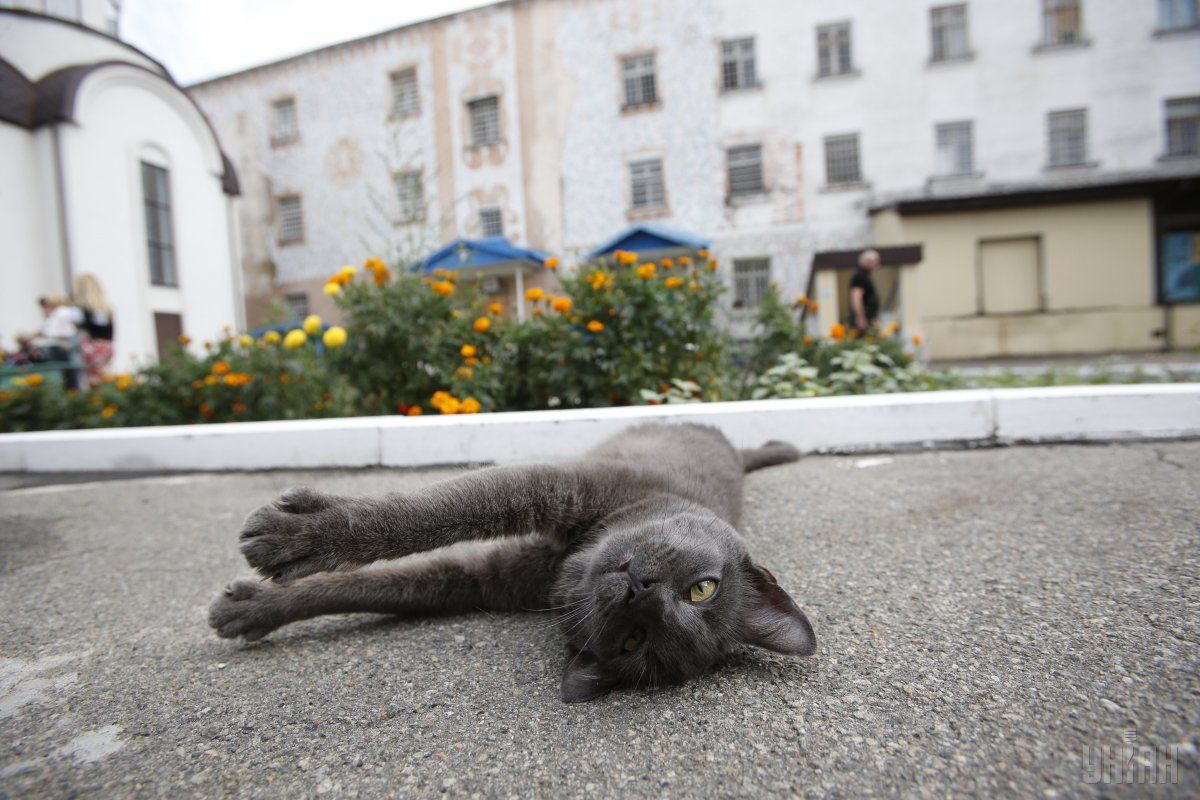 Вчені зробили неймовірне відкриття про котів - фото 1