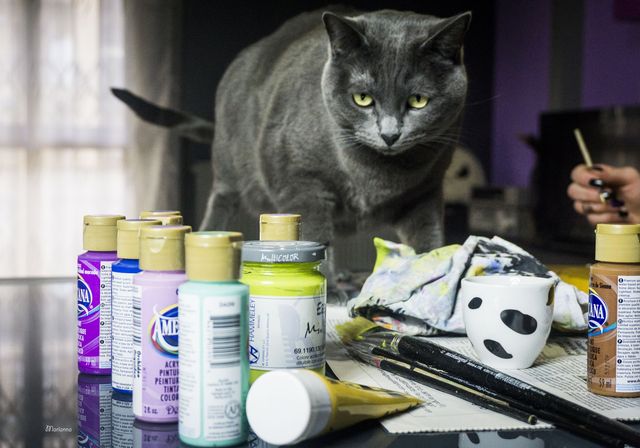 Кішки, які живуть поряд з людьми: унікальний фотопроект - фото 137810