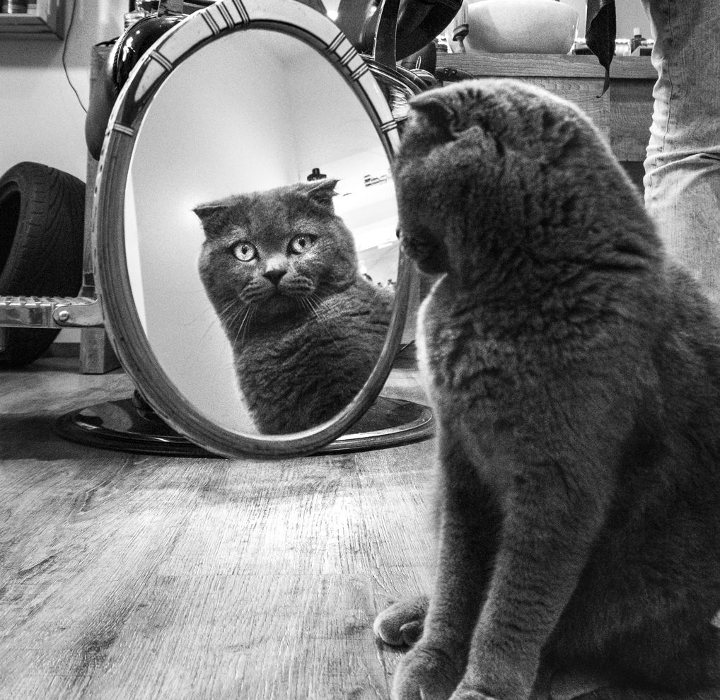 Кішки, які живуть поряд з людьми: унікальний фотопроект