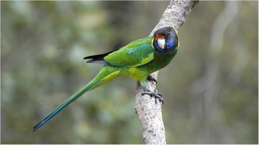 Як глобальне потепління вплинуло на птахів