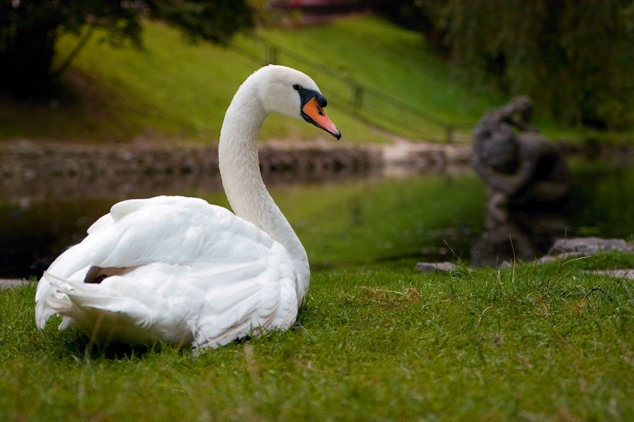Гордий лебідь затримав потяг у Британії