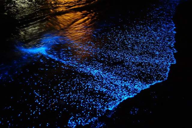 Як вигладає пляж на Мальдівах, який світиться: неймовірні фото - фото 135862