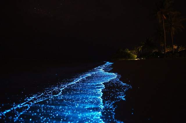 Як вигладає пляж на Мальдівах, який світиться: неймовірні фото - фото 135861