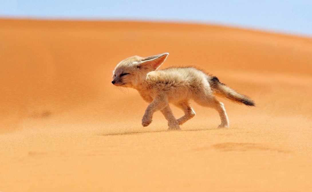 Вчені назвали причини перетворення Сахари на пустелю