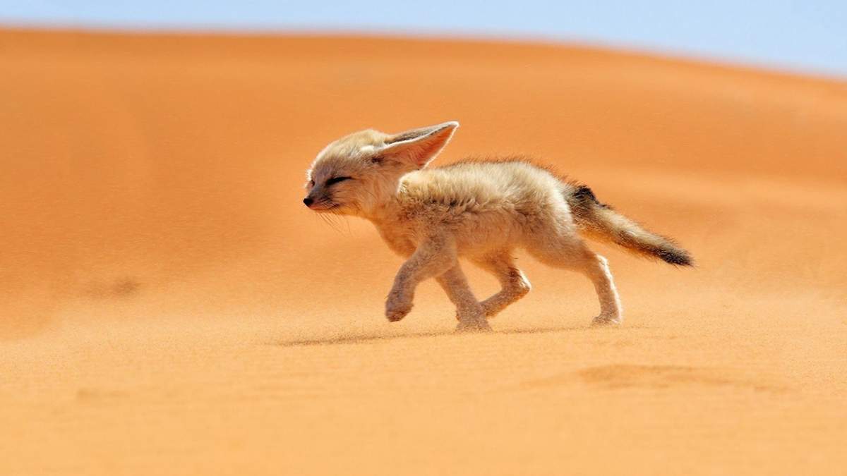 Вчені назвали причини перетворення Сахари на пустелю - фото 1