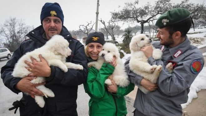 В Італії з готелю, який опинився під лавиною, врятували трьох цуценят