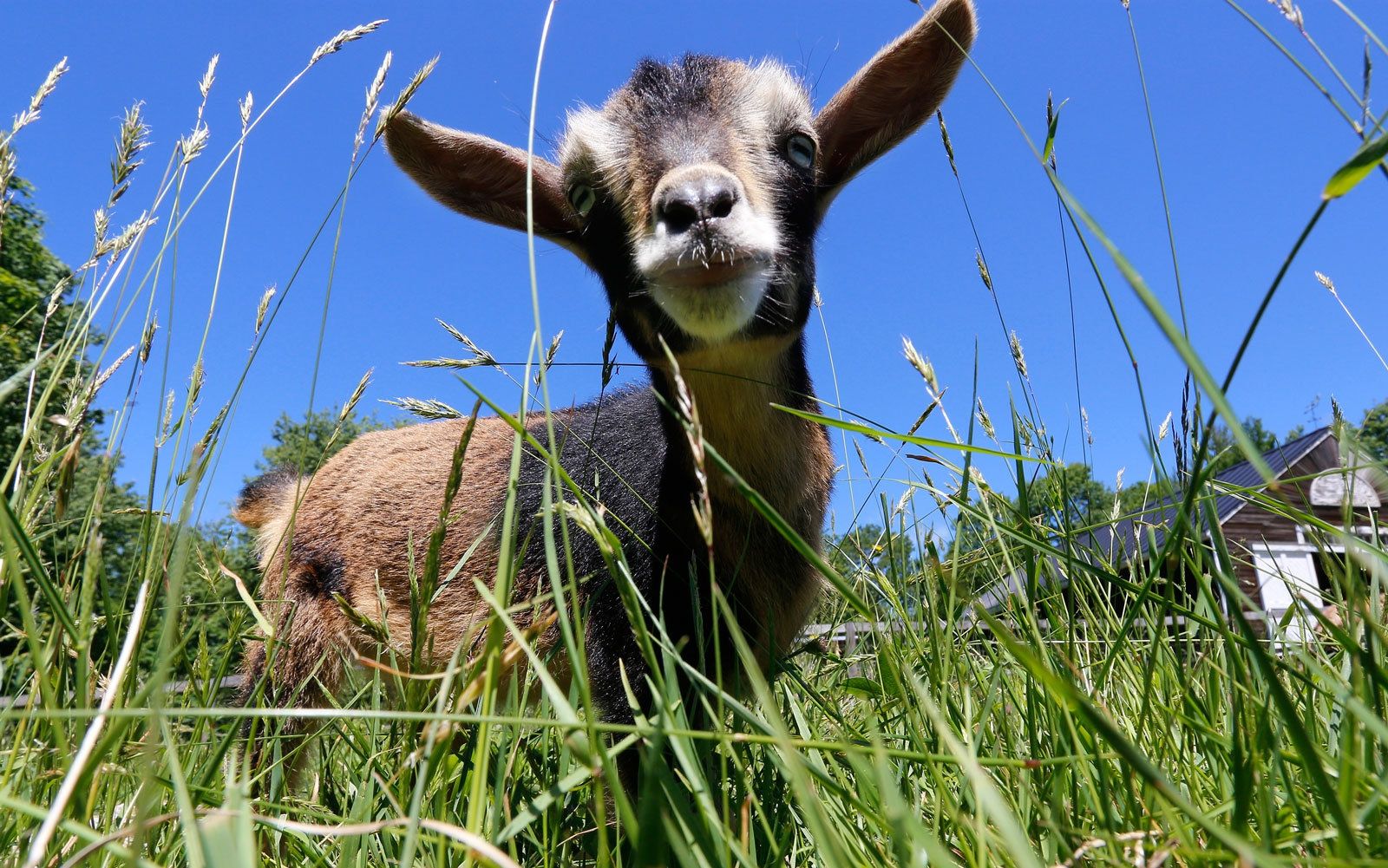 У США набуває популярності йога з козами